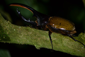 Tour nocturno Tree Top Climbing photo 4